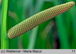 Acorus calamus (tatarak zwyczajny)