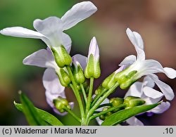 Dentaria bulbifera (żywiec cebulkowy)