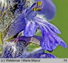 Ajuga reptans (dąbrówka rozłogowa)