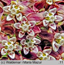 Asclepias syriaca (trojeść amerykańska)