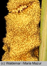 Typha latifolia (pałka szerokolistna)