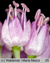 Allium senescens ssp. montanum (czosnek skalny)