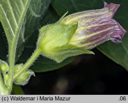 Atropa bella-donna (pokrzyk wilcza jagoda)