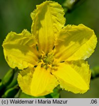 Nymphoides peltata (grzybieńczyk wodny)