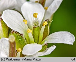 Cardamine hirsuta (rzeżucha włochata)