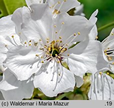 Cerasus avium (wiśnia ptasia)