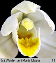 Cephalanthera damasonium (buławnik wielkokwiatowy)