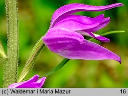 Cephalanthera rubra (buławnik czerwony)