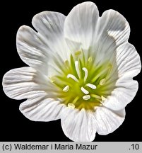 Cerastium alpinum (rogownica alpejska)