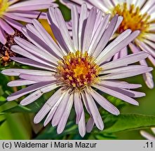 Symphyotrichum lanceolatum (aster lancetowaty)