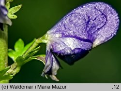 Aconitum firmum (tojad mocny)