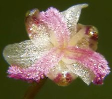 Elodea canadensis (moczarka kanadyjska)