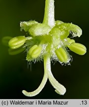 Acer pseudoplatanus (klon jawor)