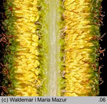 Typha angustifolia (pałka wąskolistna)