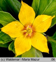 Lysimachia punctata (tojeść kropkowana)