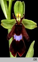 Ophrys insectifera (dwulistnik muszy)