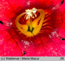 Campsis radicans (milin amerykański)