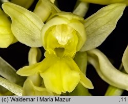 Orchis pallens (storczyk blady)