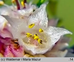 Cuscuta epithymum ssp. epithymum (kanianka macierzankowa)