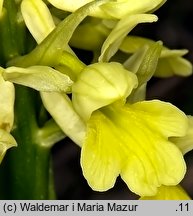 Orchis pallens (storczyk blady)