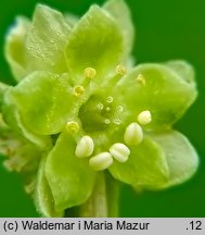 Adoxa moschatellina (piżmaczek wiosenny)