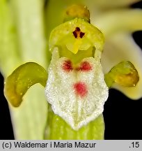 Corallorhiza trifida (żłobik koralowy)