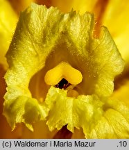 Orobanche lutea (zaraza czerwonawa)