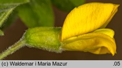 Caragana arborescens (karagana syberyjska)