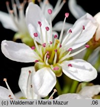 Cerasus mahaleb (wiśnia wonna)