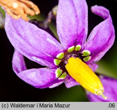 Solanum dulcamara (psianka słodkogórz)