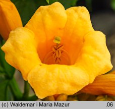 Campsis radicans (milin amerykański)