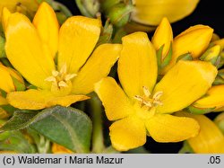 Lysimachia vulgaris (tojeść pospolita)