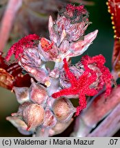 Ricinus communis (rącznik zwyczajny)