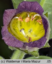 Atropa bella-donna (pokrzyk wilcza jagoda)