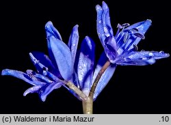 Scilla bifolia (cebulica dwulistna)