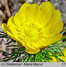 Adonis vernalis (miłek wiosenny)