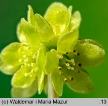 Adoxa moschatellina (piżmaczek wiosenny)