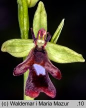 Ophrys insectifera (dwulistnik muszy)