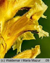 Orobanche lutea (zaraza czerwonawa)