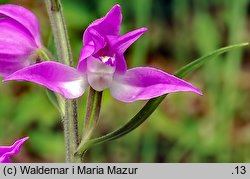 Cephalanthera rubra (buławnik czerwony)