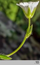 Cerastium alpinum (rogownica alpejska)