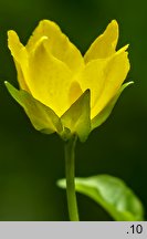 Lysimachia nummularia (tojeść rozesłana)