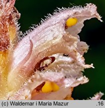 Orobanche bartlingii (zaraza Bartlinga)