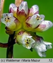 Cuscuta europaea ssp. europaea (kanianka pospolita typowa)