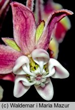 Asclepias syriaca (trojeść amerykańska)