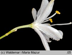 Anthericum ramosum (pajęcznica gałęzista)