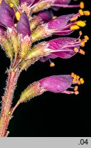 Amorpha fruticosa (amorfa krzewiasta)