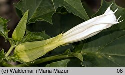 Datura stramonium (bieluń dziędzierzawa)