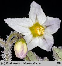 Solanum alatum (psianka skrzydlata)