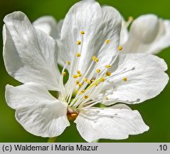 Cerasus avium (wiśnia ptasia)